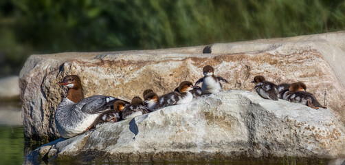 super cute l image of common merganser female and chicks on a rock with one chick looking like a penguin, very cute and funny © Deena Marie Czech 