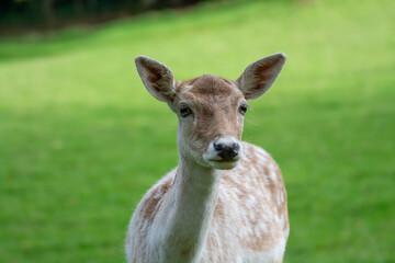 Fototapeta premium A deer is standing in a green field