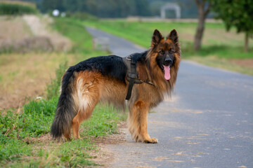 A German Shepherd dog in a field in summer