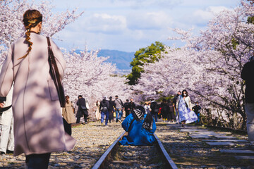 廃線跡の線路の脇に咲く満開の桜、京都、日本