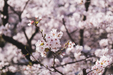 ピンク色の美しい桜、京都、日本