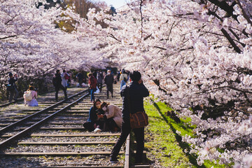 廃線跡の線路の脇に咲く満開の桜、京都、日本
