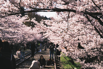 廃線跡の線路の脇に咲く満開の桜、京都、日本