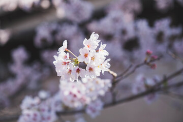 ピンク色の美しい桜、京都、日本