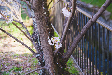 木の根元辺りから咲く桜、京都、日本