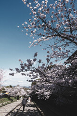 ピンク色の美しい桜、京都、日本