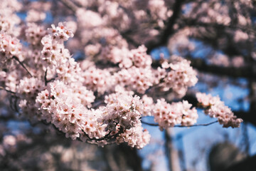 ピンク色の美しい桜、京都、日本