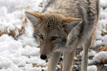 Coyote Close-up walking in snow