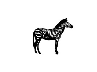 Zebra animal illustration with black and white stripes, isolated on a white background, perfect for wildlife and safari-themed designs