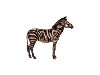 Striped zebra, a wild mammal, isolated on white with a black and white profile illustration