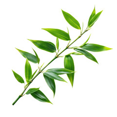Fototapeta premium A fresh bamboo stalk with vibrant green leaves, isolated on a transparency background