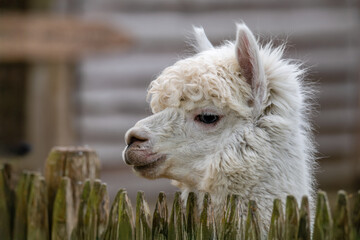 Portrait of an Alpaca in his enclosure in an educational farm. Vicugna pacos, Domaine de Pescheray, Sarthe 72, Région Pays de la Loire, France, European Union, Europe
