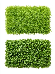 Two Mats of Vibrant Green Microgreens on White Background