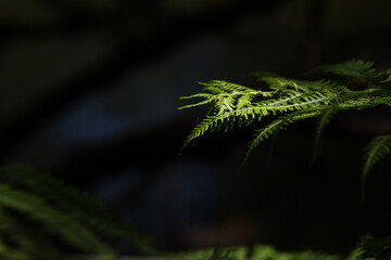Fern leaves on a dark background. Shallow depth of field.