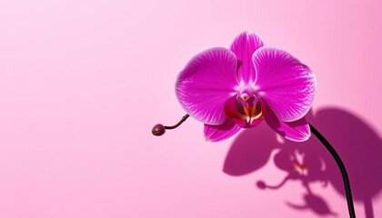 Pink orchid & delicate floral shadow pattern on pink background Copy space, orchid, design
