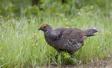 Beautiful Dusky Grouse in grass