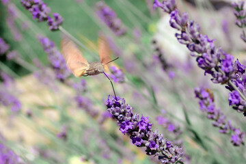 Hummingbird Hawk-Moth Feeding on Lavender