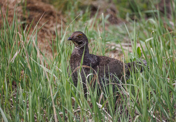 dusky grouse walking through grass looking into camera close up