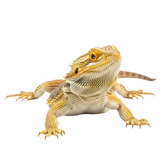 Obraz premium Adorable Bearded Dragon Lizard in Profile View.