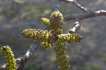 a tree branch with green buds
