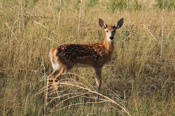 White-tailed Fawn Deer Portrait