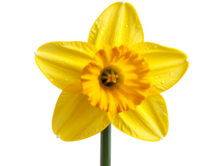 Bunch of Wild Daffodils in Curved Arrangement Top View Composition Isolated