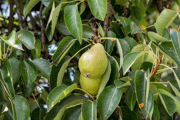 Ripening popular pear fruit on a tree among leaves in close proximity, natural environment