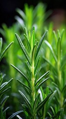 Obraz premium Close-up of fresh green rosemary herb plant with healthy needle-like leaves growing outdoors in natural sunlight on a sunny day
