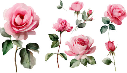 bouquet of pink roses © Abu