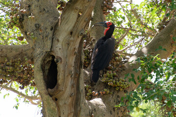Bucorve du Sud, Grand calao terrestre, Nid, Bucorvus leadbeateri, Southern Ground Hornbill