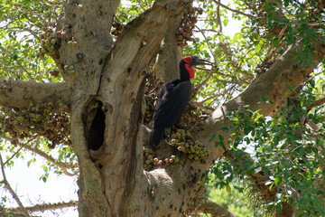 Bucorve du Sud, Grand calao terrestre, Nid, Bucorvus leadbeateri, Southern Ground Hornbill