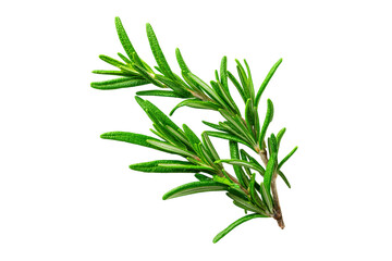 Obraz premium Fresh rosemary sprig isolated on transparent background