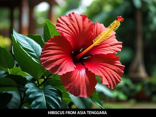 Red Hibiscus Bloom with Tropical Garden.