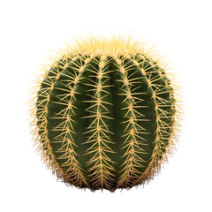 Round Cactus with Numerous Spines.