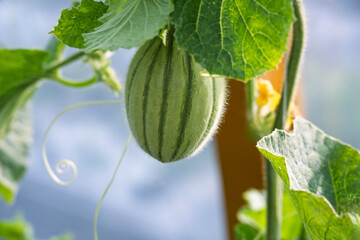 Growing a young melon in a greenhouse.