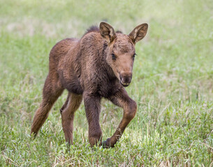 beautiful baby moose calf