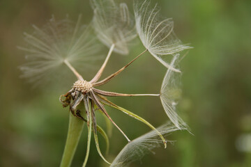 dendalion
