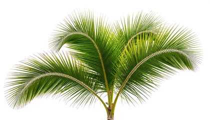 Naklejka premium Tropical palm fronds against white background