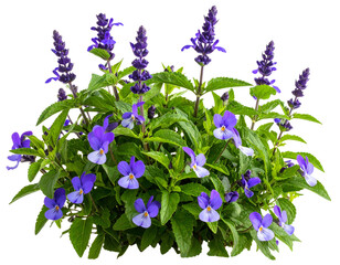 Wild Skullcap Bloom Cluster with Botanical Detail, isolated on a transparent background.