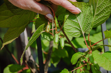 Actinidia kolomikta, ornamental fruit vine. green fruits grow