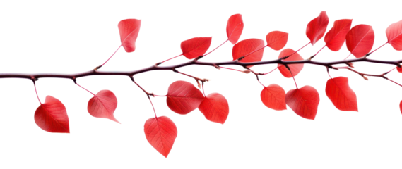 PNG Red leaves on thin branch