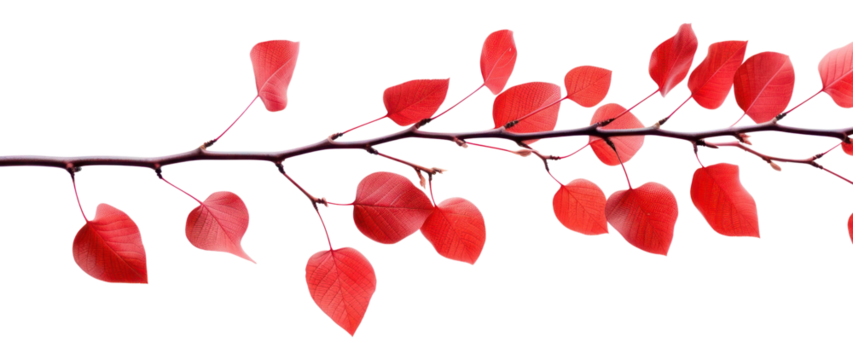 PNG Red leaves on thin branch