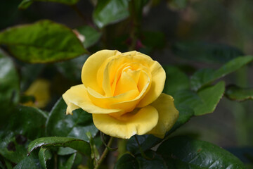 Striking Yellow Rose Blooming and Flowering in Spring