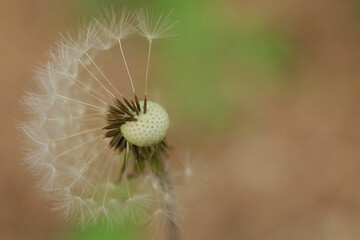 dandelion 