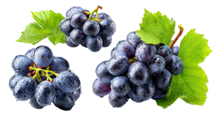 Ripe purple grapes hanging on the vine, a closeup view of vineyard harvest juicy.