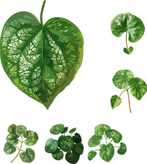 Pilea peperomioides leaves in color style isolated on white