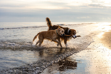 Two wet dogs running through shallow sea waves with shared stick at golden beach sunset