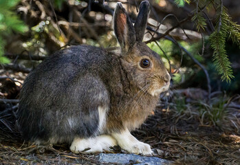 cute snow shoe hare in summer colors