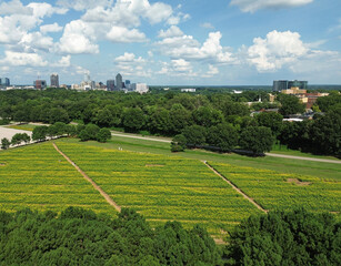 Aerial view of the summer sunflower field at Dix Park with downtown Raleigh NC skyline in the...