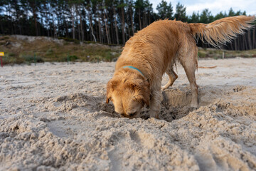 Golden retriever digging energetically in sand on empty beach, fun moment in playful outdoor scene